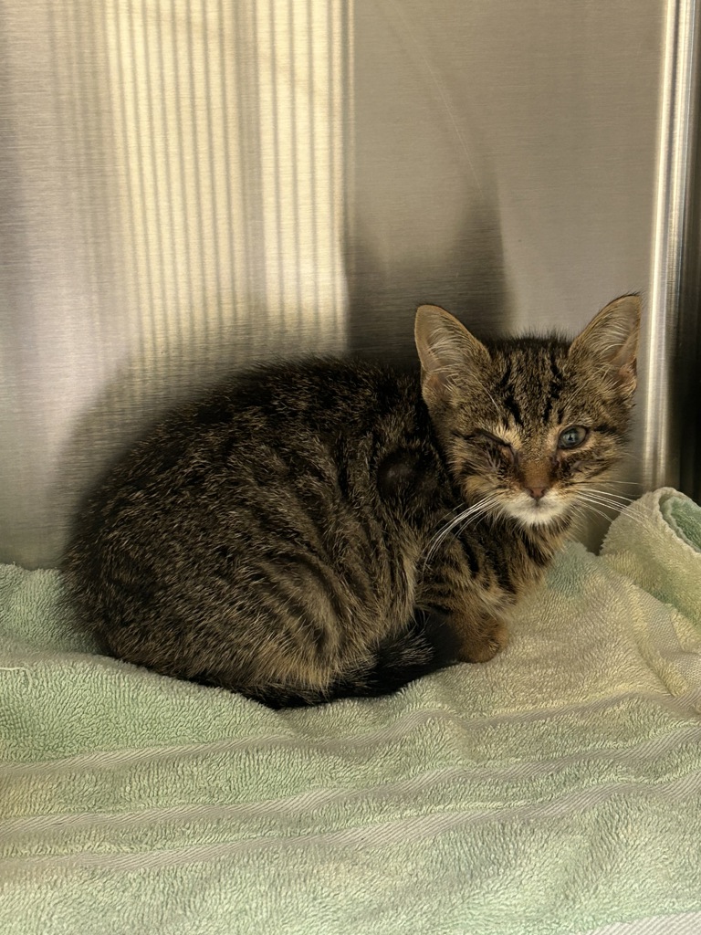 Shelter Stray Male Cat last seen Near Ainsley Drive, VIRGINIA BEACH, VA, 23462, 341 S Birdneck Rd, Virginia Beach, VA 23451, USA
