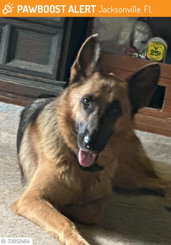 Found/Stray Female Dog last seen Autrey Ave W, Jacksonville, FL 32210