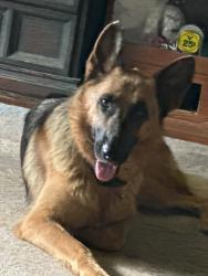 Found/Stray Female Dog last seen Autrey Ave W, Jacksonville, FL 32210