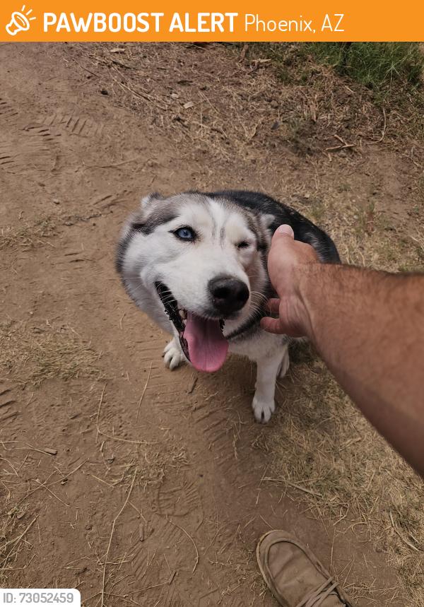 Found/Stray Unknown Dog last seen 23rd Ave cactus, Phoenix, AZ 85023