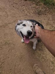 Found/Stray Unknown Dog last seen 23rd Ave cactus, Phoenix, AZ 85023