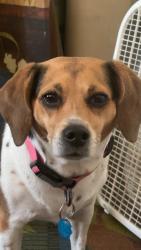 Lost Female Dog last seen Birch hill Dr, Medina, OH 44256