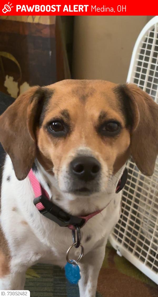 Lost Female Dog last seen Birch hill Dr, Medina, OH 44256