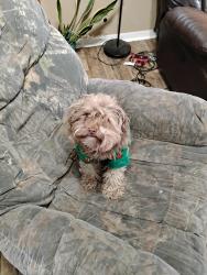 Lost Male Dog last seen CR 225A Lawtey, Florida 32058, Lawtey, FL 32058