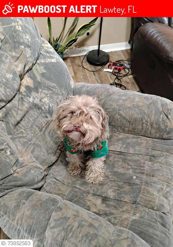 Lost Male Dog last seen CR 225A Lawtey, Florida 32058, Lawtey, FL 32058
