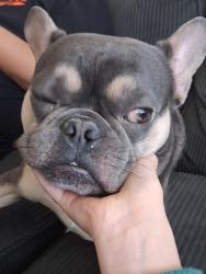 Lost Male Dog last seen Broadway and belleview, Englewood, CO 80110