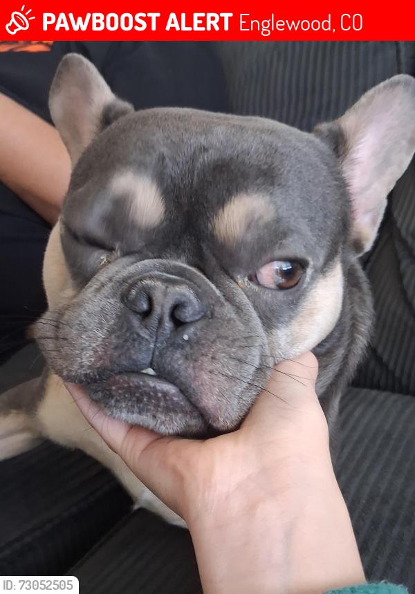 Lost Male Dog last seen Broadway and belleview, Englewood, CO 80110