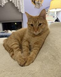 Lost Male Cat last seen Near & Theodore, Plainfield, IL 60586