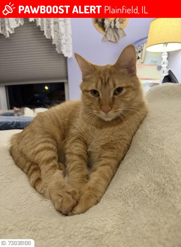 Lost Male Cat last seen Near & Theodore, Plainfield, IL 60586