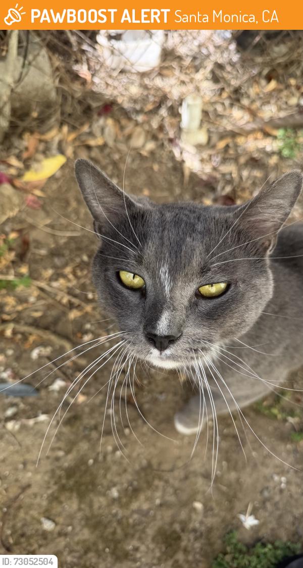Found/Stray Male Cat last seen Lincoln & Pico, Santa Monica, CA 90404