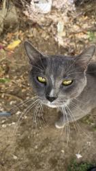 Found/Stray Male Cat last seen Lincoln & Pico, Santa Monica, CA 90404