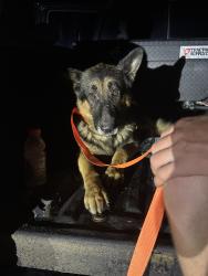 Found/Stray Male Dog last seen SR 121, Saint George, GA 31562