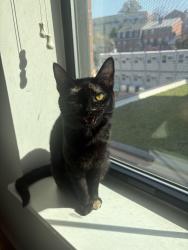 Lost Female Cat last seen Near Gregory Landing Dr. N Augusta, North Augusta, SC 29860
