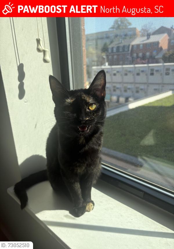 Lost Female Cat last seen Near Gregory Landing Dr. N Augusta, North Augusta, SC 29860