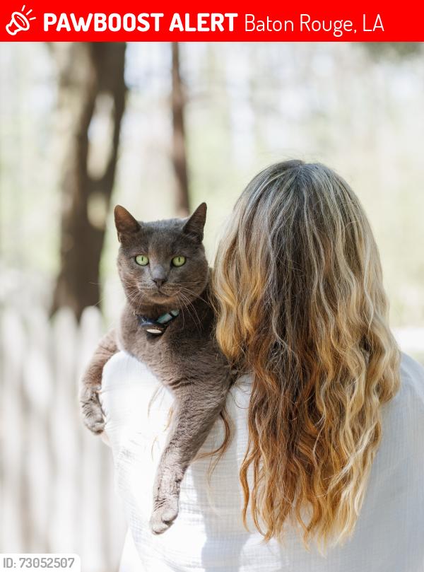 Lost Male Cat last seen Near Highland Rd, Baton Rouge, LA 70810