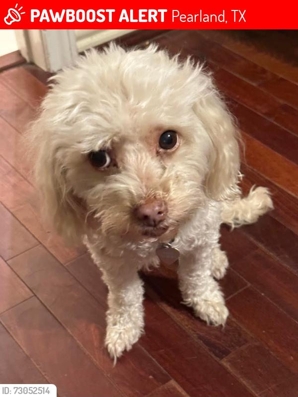 Lost Female Dog last seen Near Long view drive, Pearland TX 77581, Pearland, TX 77581