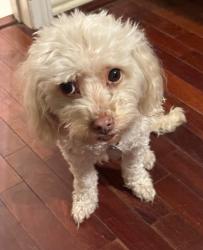 Lost Female Dog last seen Near Long view drive, Pearland TX 77581, Pearland, TX 77581