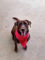 Lost Male Dog last seen Hwy 43, Poplarville, MS 39470