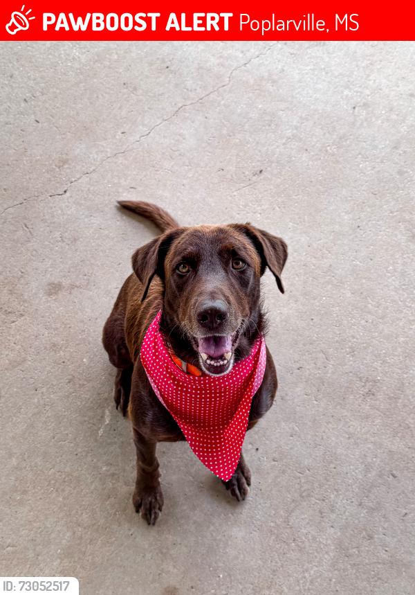 Lost Male Dog last seen Hwy 43, Poplarville, MS 39470