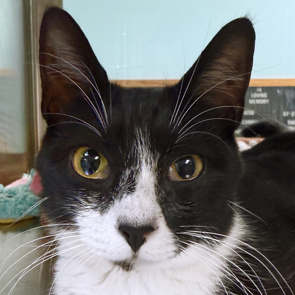 Shelter Stray Female Cat last seen , 3173 K-68 Hwy, Ottawa, KS 66067, USA