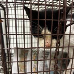 Shelter Stray Male Cat last seen , Animal Care & Control Team of Philly, 111 W Hunting Park Ave, Philadelphia, PA 19140, USA