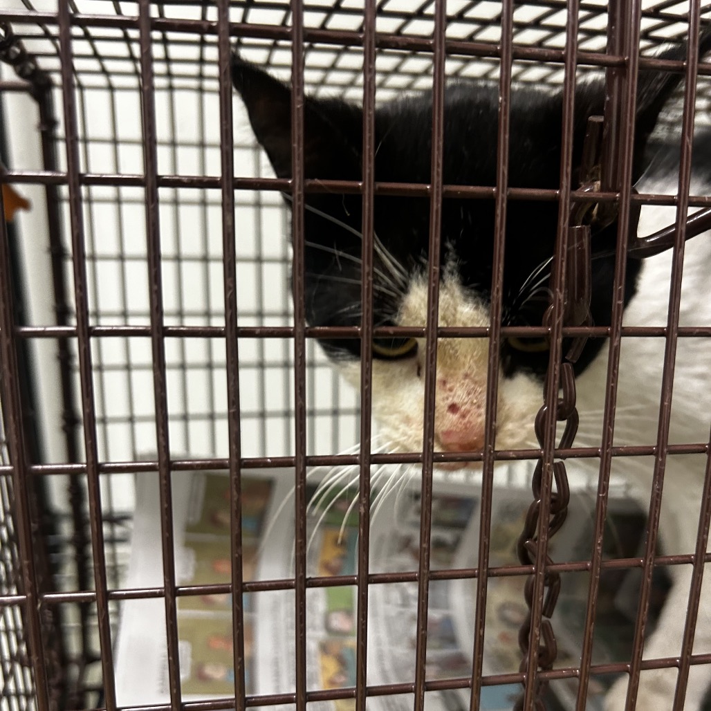 Shelter Stray Male Cat last seen , Animal Care & Control Team of Philly, 111 W Hunting Park Ave, Philadelphia, PA 19140, USA