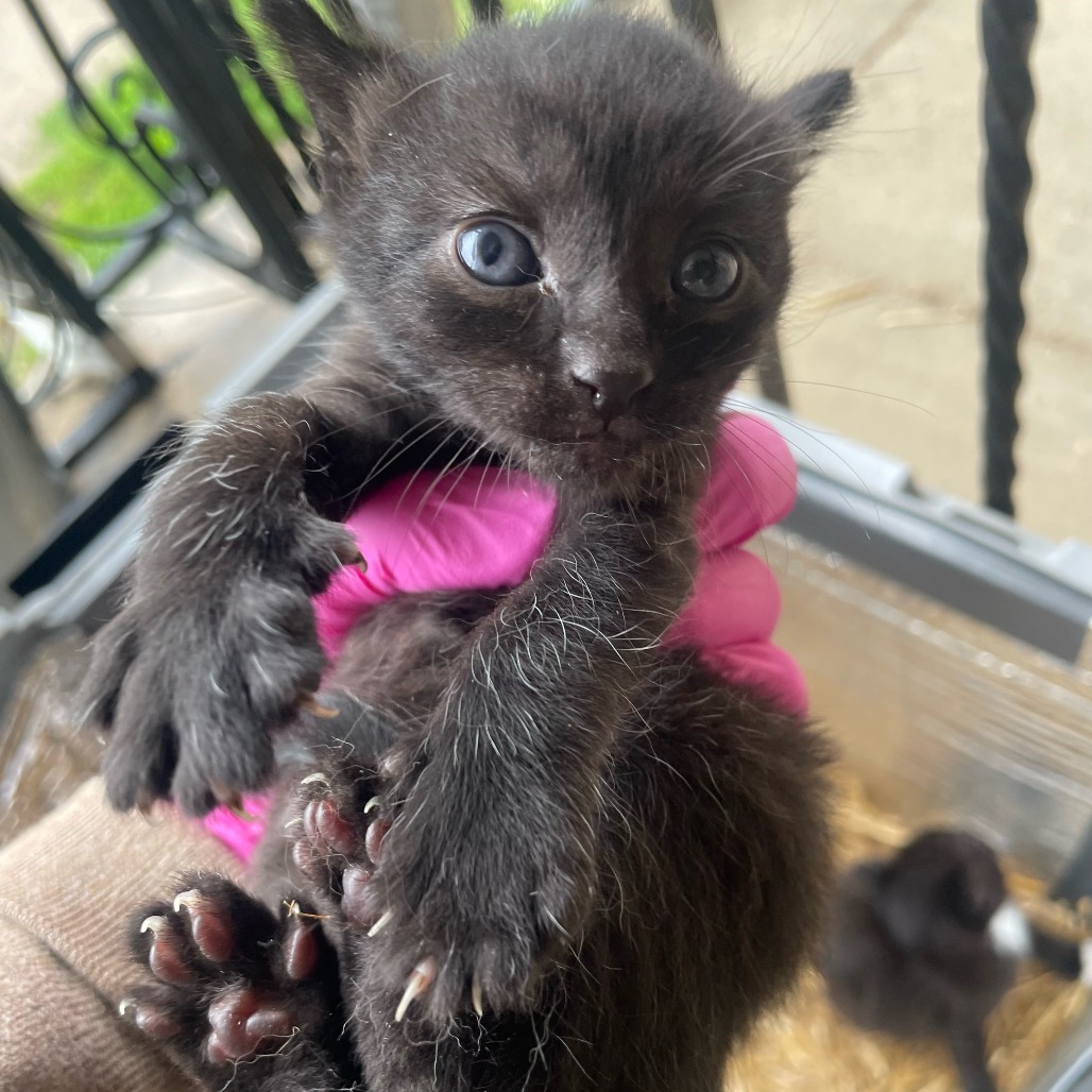 Shelter Stray Male Cat last seen , Animal Care & Control Team of Philly, 111 W Hunting Park Ave, Philadelphia, PA 19140, USA
