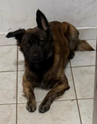 Lost Male Dog last seen Near ave and 55 street Hialeah, Hialeah, FL 33013