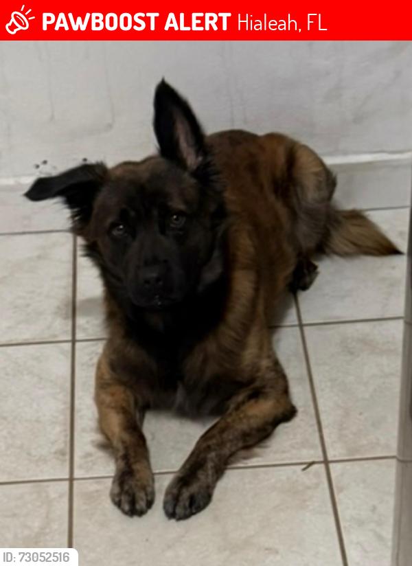 Lost Male Dog last seen Near ave and 55 street Hialeah, Hialeah, FL 33013