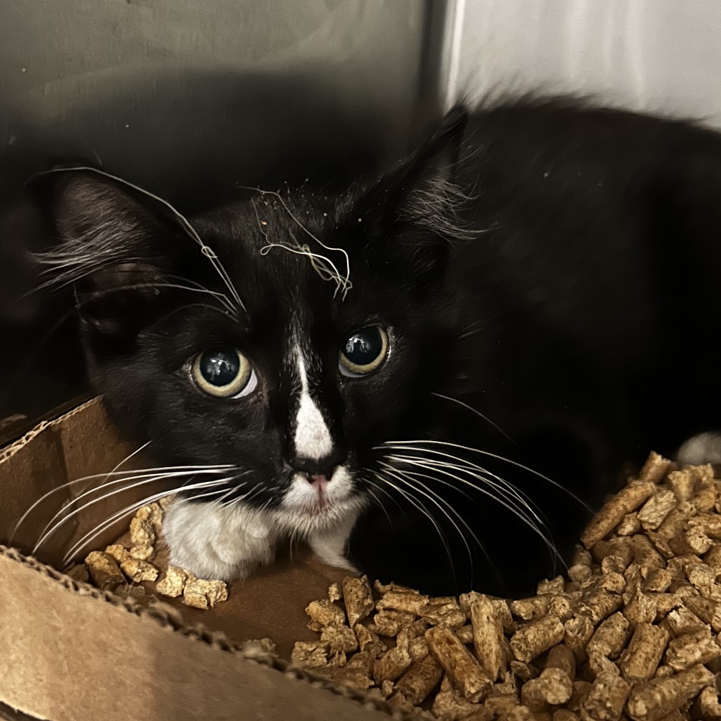 Shelter Stray Male Cat last seen , 4500 N Access Rd, Chattanooga, TN 37415, USA