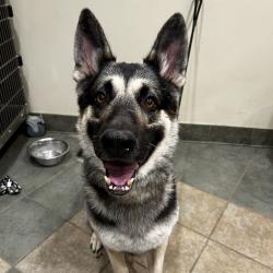Shelter Stray Male Dog last seen , 4500 N Access Rd, Chattanooga, TN 37415, USA