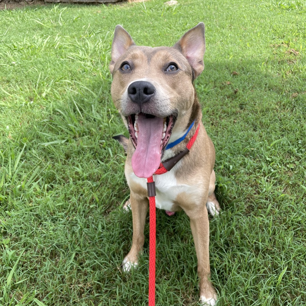 Shelter Stray Male Dog last seen , 4500 N Access Rd, Chattanooga, TN 37415, USA