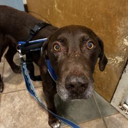 Shelter Stray Male Dog last seen , 4500 N Access Rd, Chattanooga, TN 37415, USA