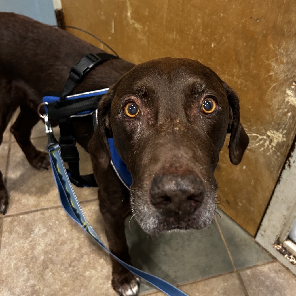Shelter Stray Male Dog last seen , 4500 N Access Rd, Chattanooga, TN 37415, USA