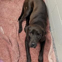Shelter Stray Male Dog last seen , 328 Furman Hall Rd, Greenville, SC 29609, USA