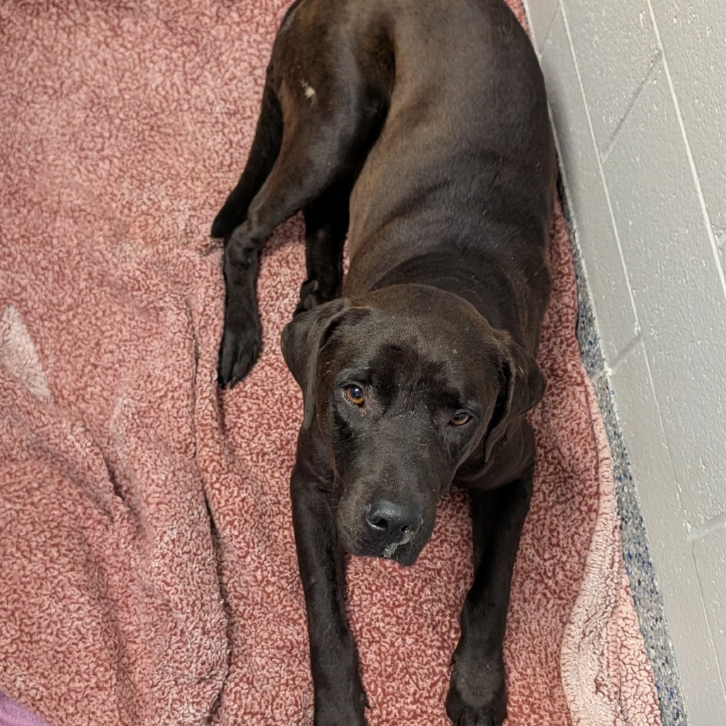 Shelter Stray Male Dog last seen , 328 Furman Hall Rd, Greenville, SC 29609, USA