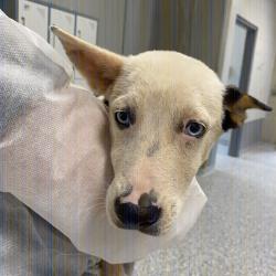 Shelter Stray Female Dog last seen , 328 Furman Hall Rd, Greenville, SC 29609, USA
