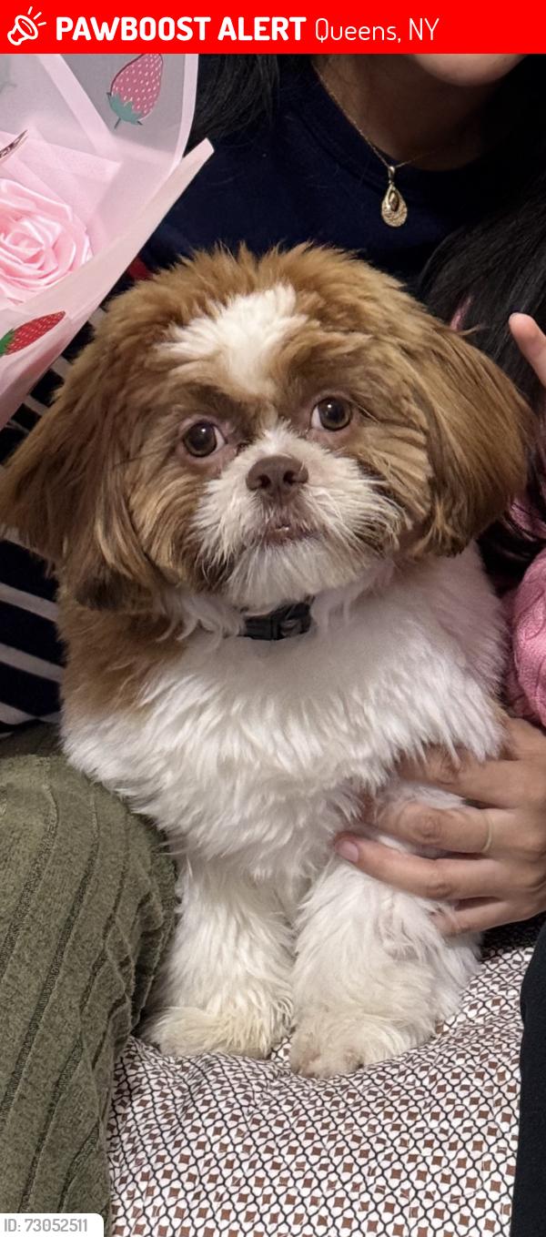 Lost Male Dog last seen 47-08 99th st Corona Queens NY 11368, Queens, NY 11368
