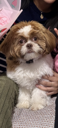 Lost Male Dog last seen 47-08 99th st Corona Queens NY 11368, Queens, NY 11368
