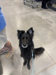 Found/Stray Male Dog last seen Starkey Park, Roanoke, VA 24018