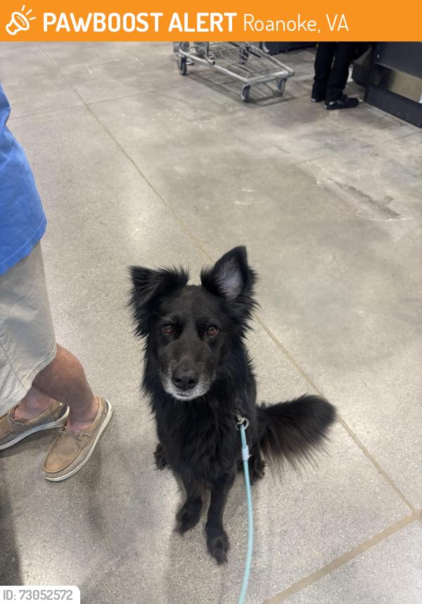 Found/Stray Male Dog last seen Starkey Park, Roanoke, VA 24018