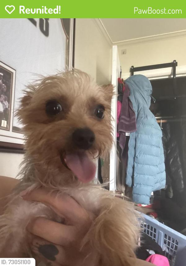 Reunited Male Dog last seen Munich Street and Russia Street, San Francisco, CA 94112