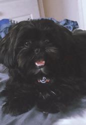 Lost Male Dog last seen Ezel blvd, Spartanburg, SC 29301