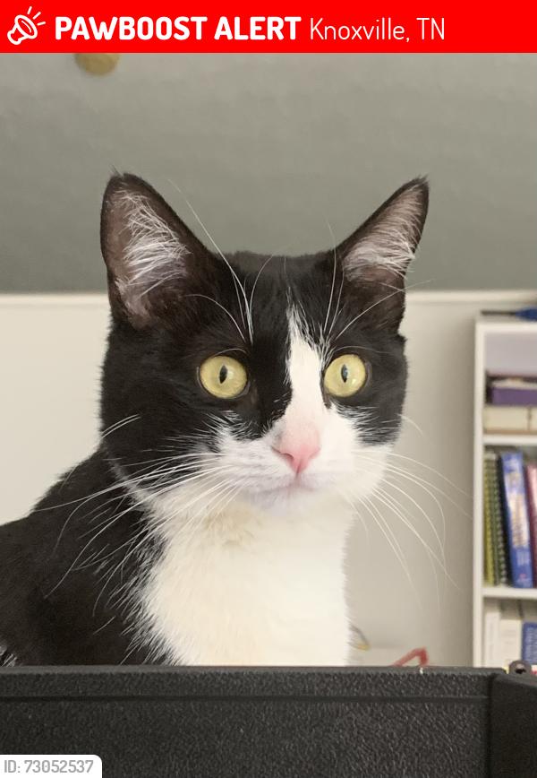 Lost Female Cat last seen John May and Ball Camp near KARM on Western Avenue, Knoxville, TN 37921