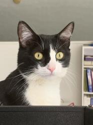 Lost Female Cat last seen John May and Ball Camp near KARM on Western Avenue, Knoxville, TN 37921