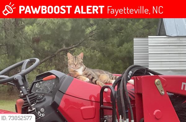 Lost Female Cat last seen Baywood Golf Course, Fayetteville, NC 28312