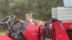 Lost Female Cat last seen Baywood Golf Course, Fayetteville, NC 28312