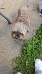 Reunited Male Dog last seen Pulaski rd, Calumet City, IL 60409