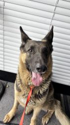 Found/Stray Female Dog last seen Chico Ave & Garvey Ave, South El Monte, CA 91733