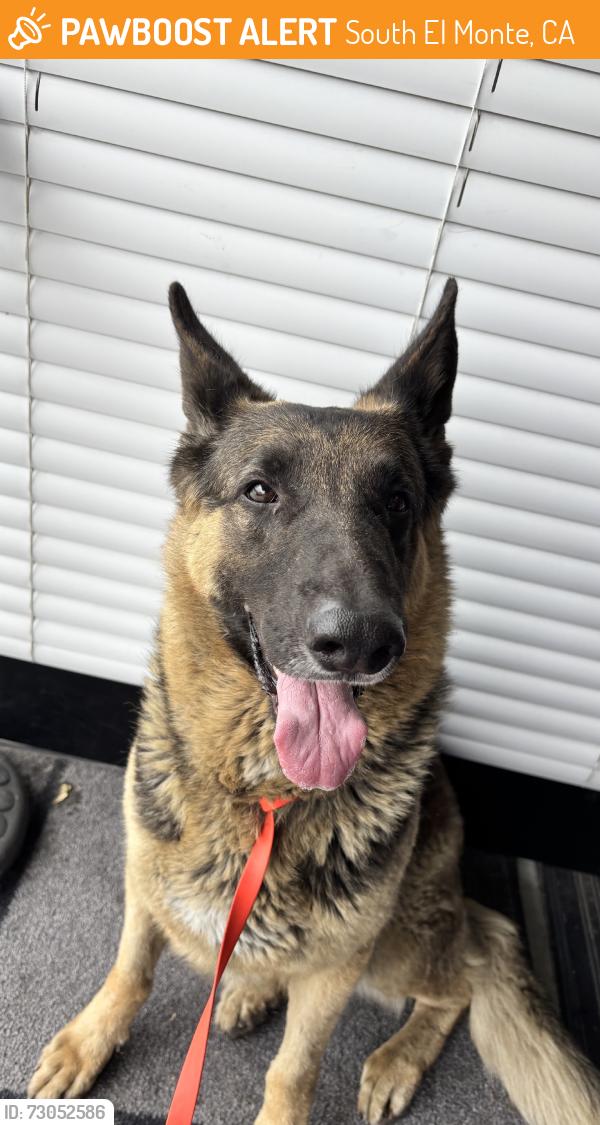 Found/Stray Female Dog last seen Chico Ave & Garvey Ave, South El Monte, CA 91733